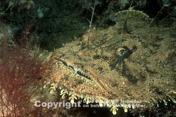 Magnificent Monkfish blending into the seabed at Dive & Sea the Hebrides
