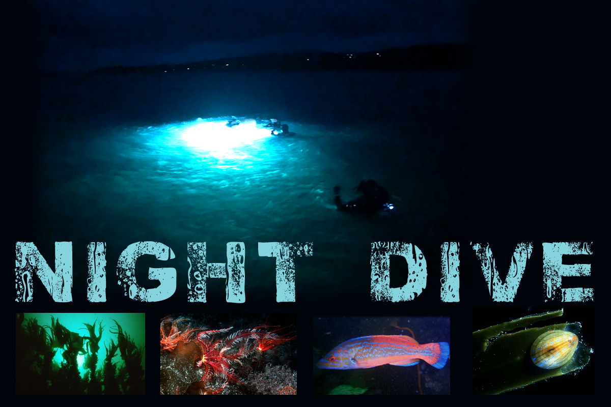 NIGHT DIVE at DiveSkye