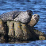 Seals watching us.