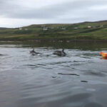 A kayaker with dolphns in Loch Bay