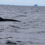 Whales at Waternish Pt skye
